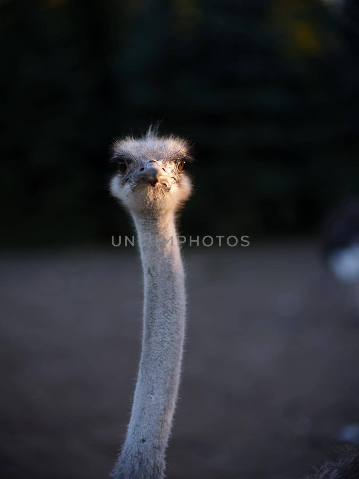 Vertical photo of the neck and face of an ostrich illuminated by the sunset sun