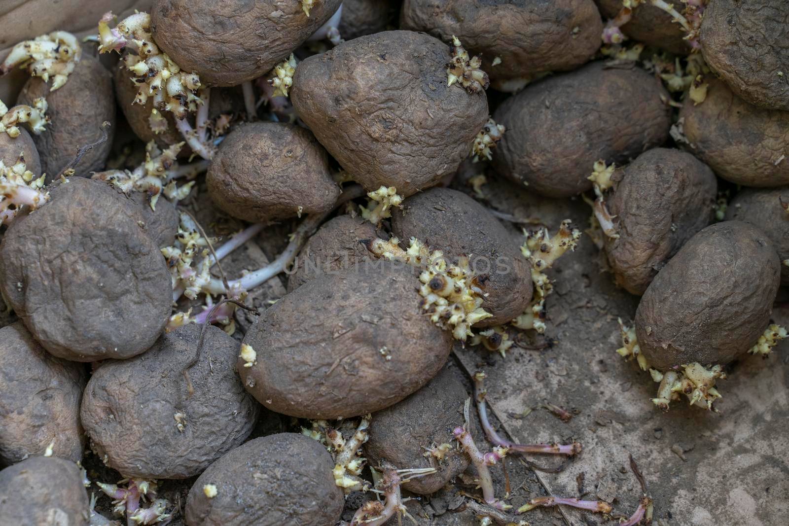 sprouted potato tubers close up, spoiled vegetables by Lena_Ogurtsova