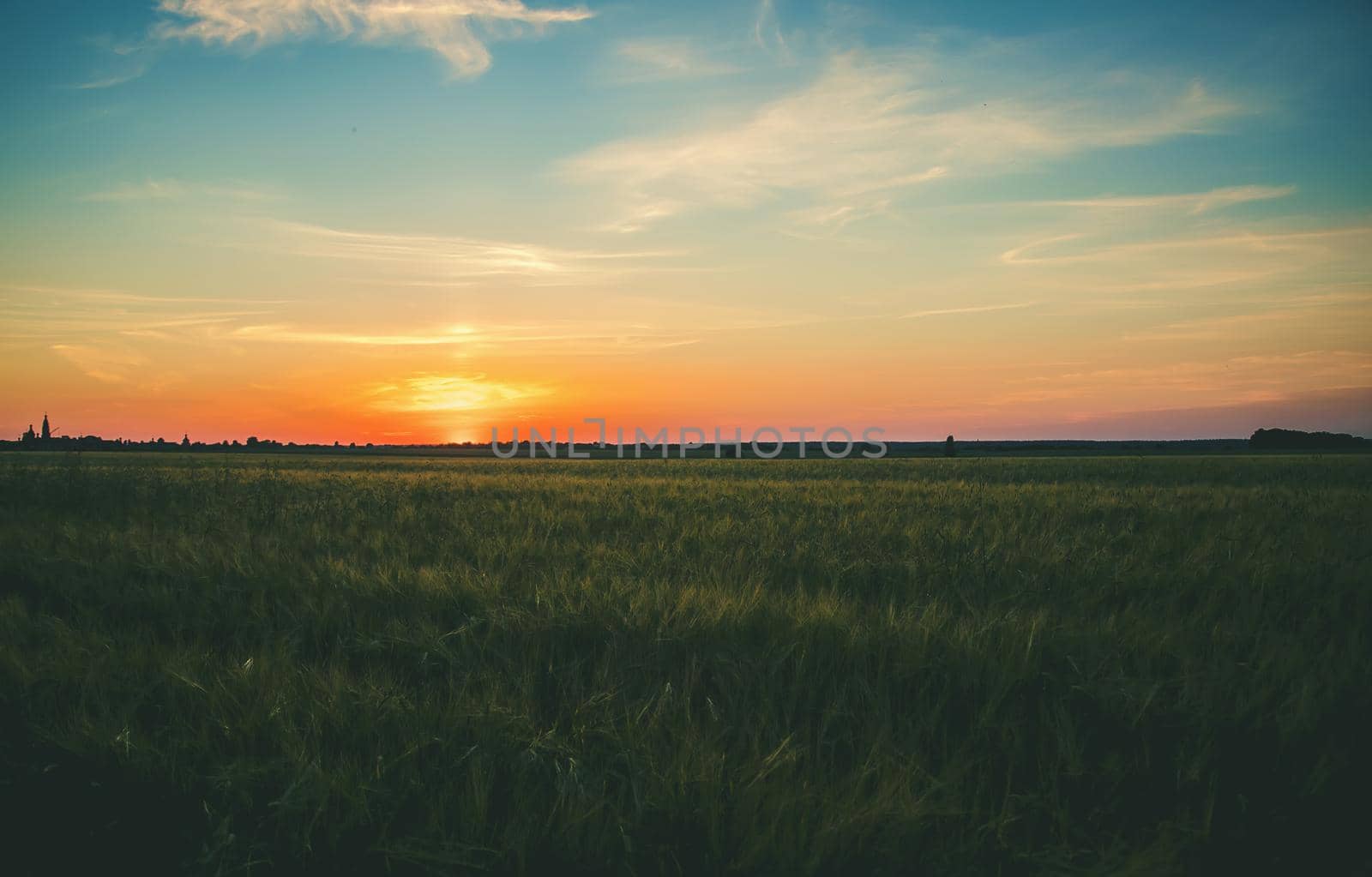Sunset on the field in summer. Selective focus. nature.