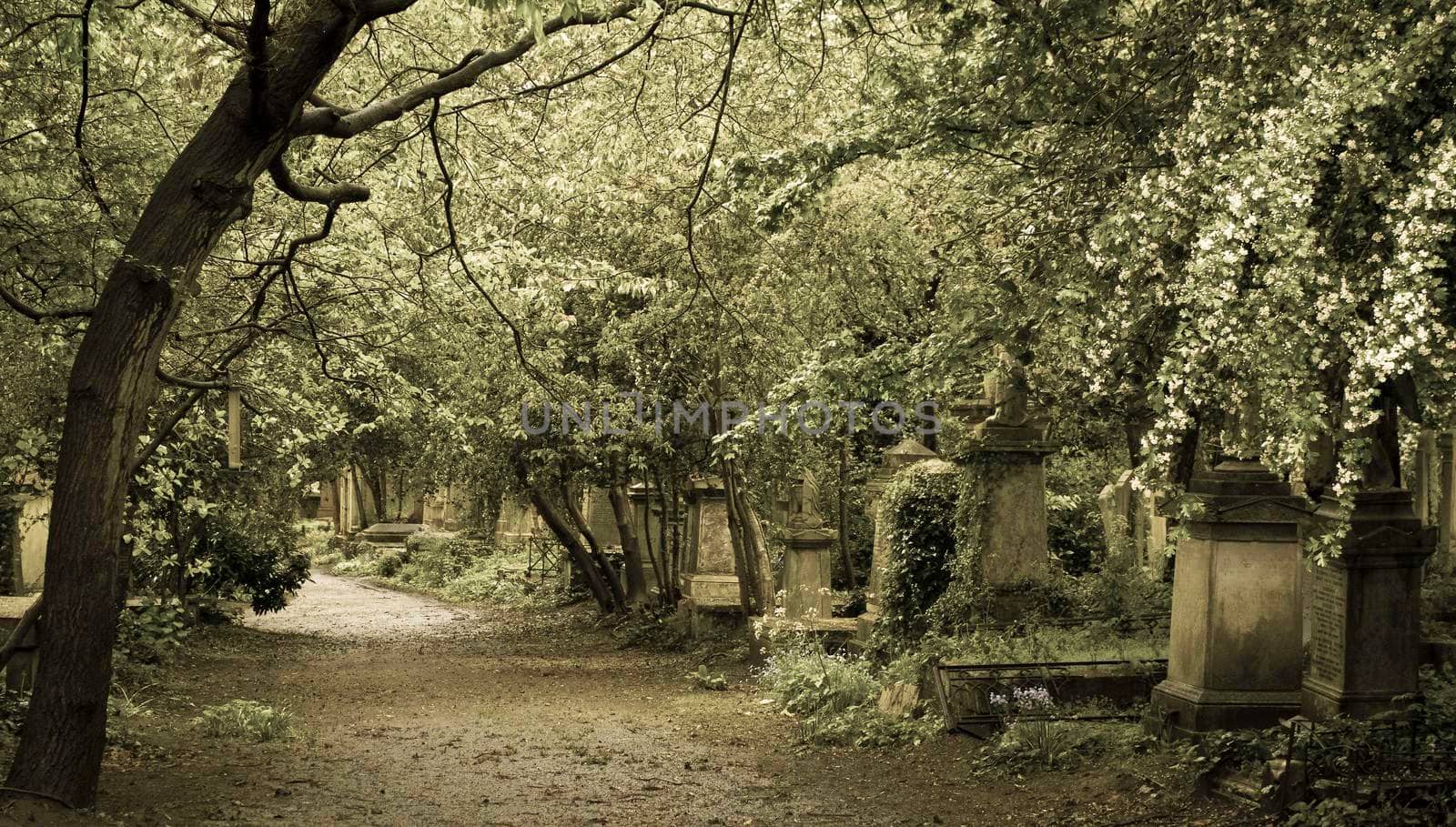 Old English Cemetery in the Gothic period with ancient stone tombstones and much vegetation.