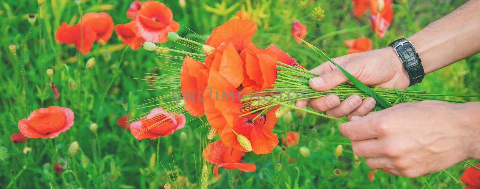 man collects a bouquet of wildflowers. Poppies selective focus. by yanadjana