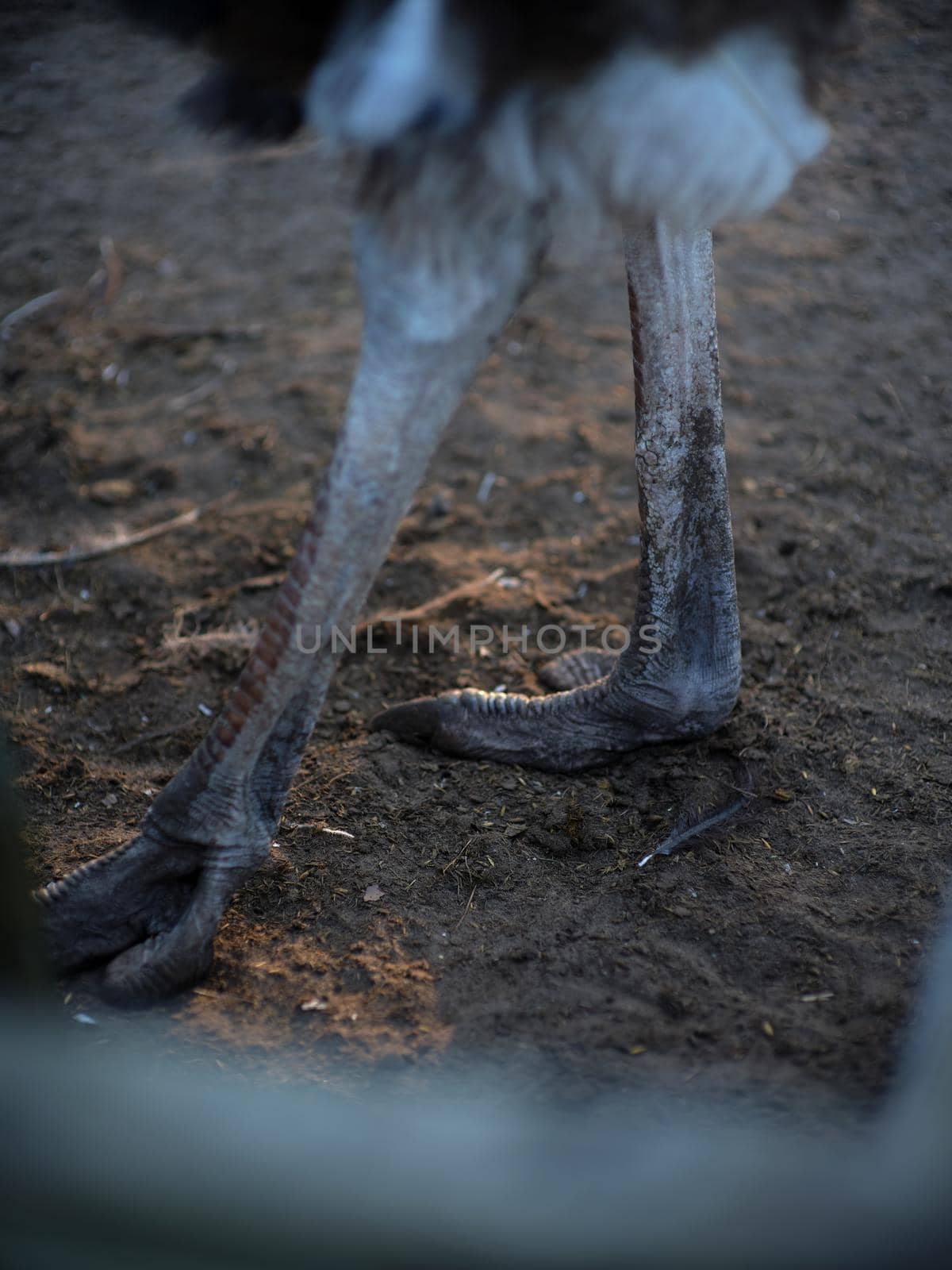 Vertical photo of the detail of the the legs of an ostrich on a farm