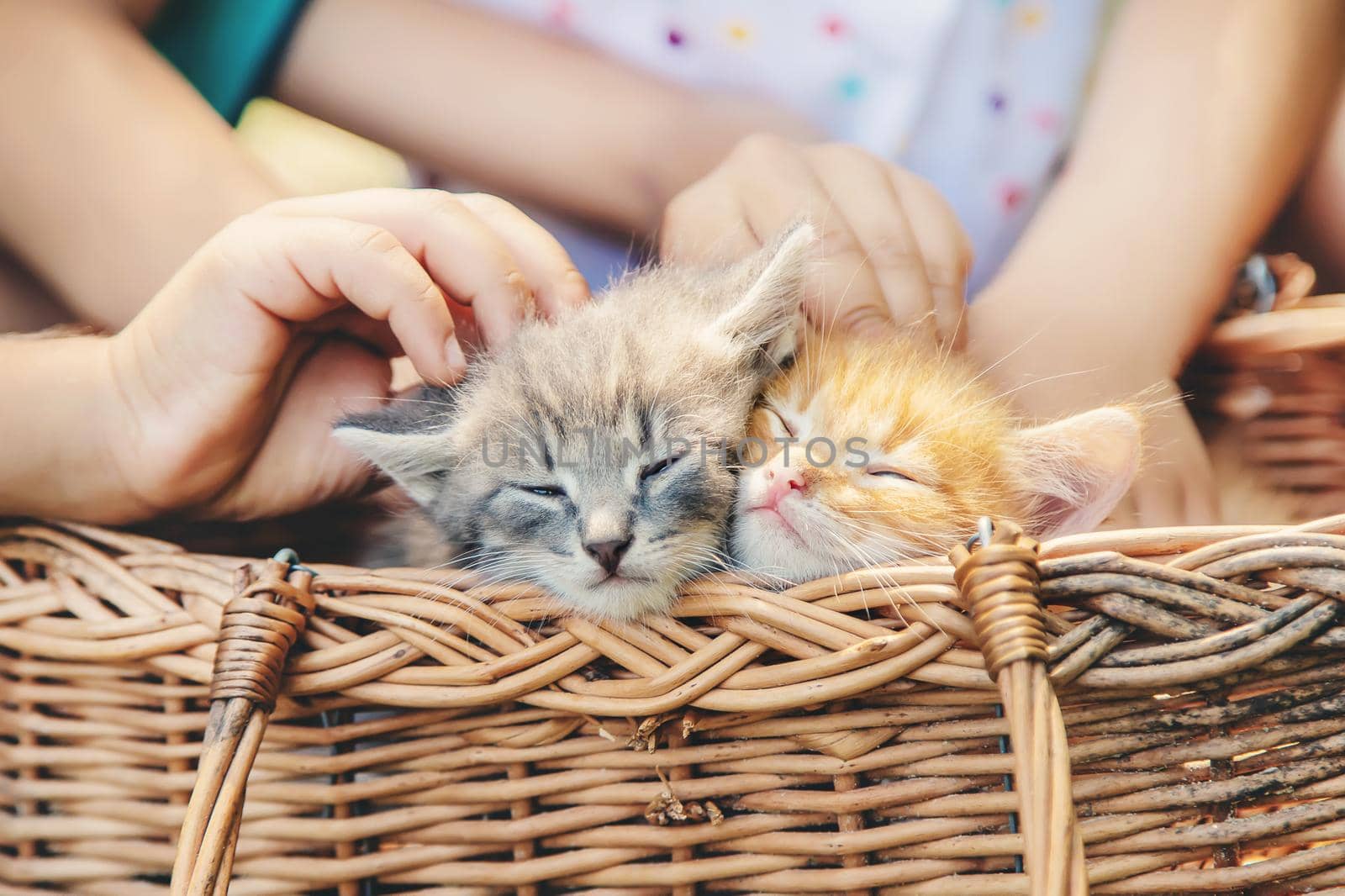 Little kittens in the hands of children. Selective focus. by yanadjana