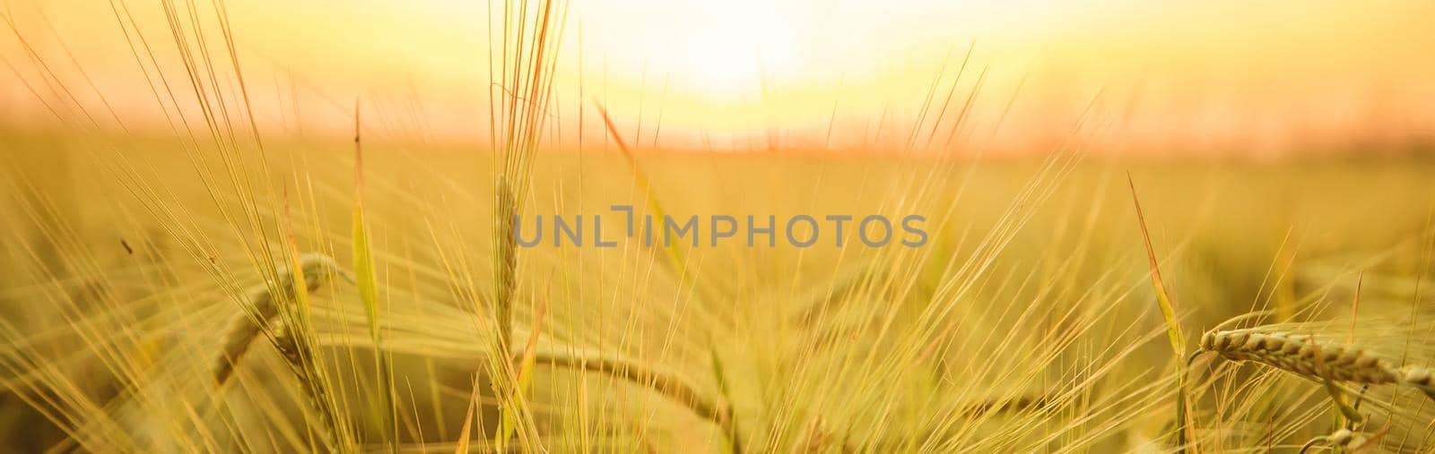 Sunset on the field in summer. Selective focus. by yanadjana