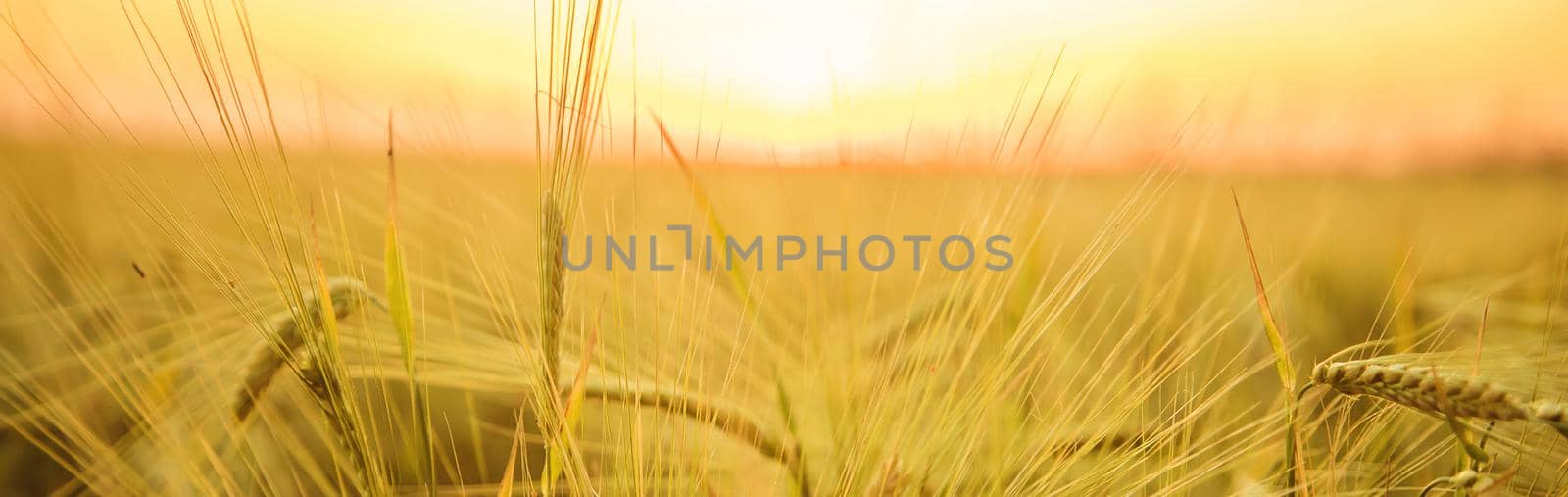 Sunset on the field in summer. Selective focus. nature.