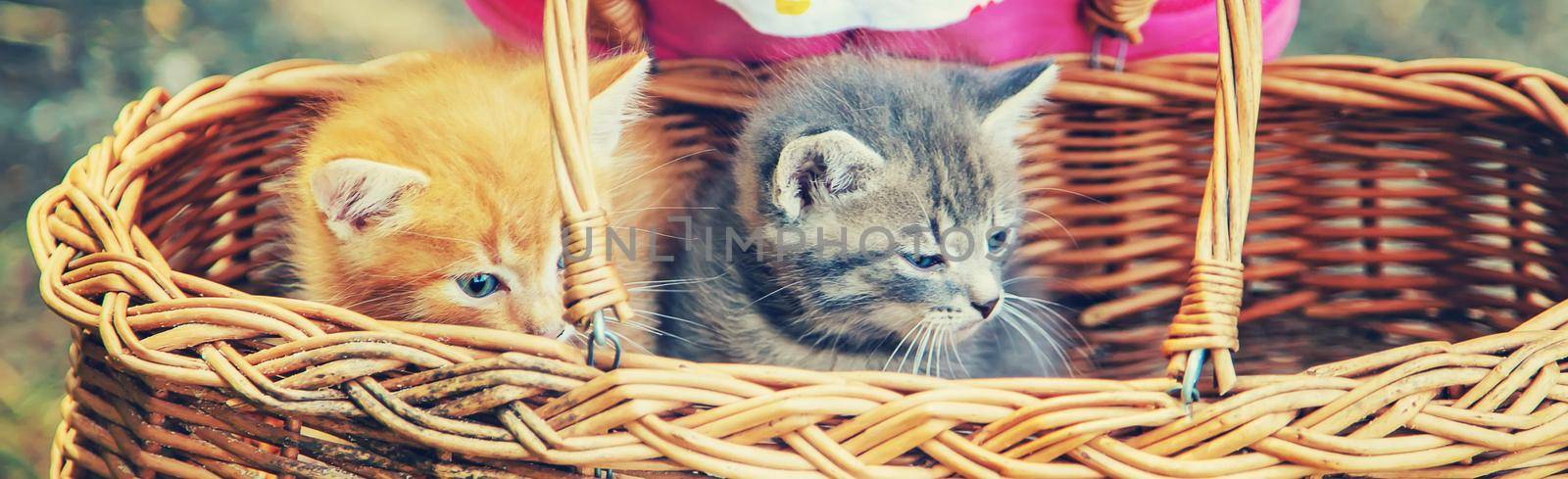 Little kittens in the hands of children. Selective focus. by yanadjana