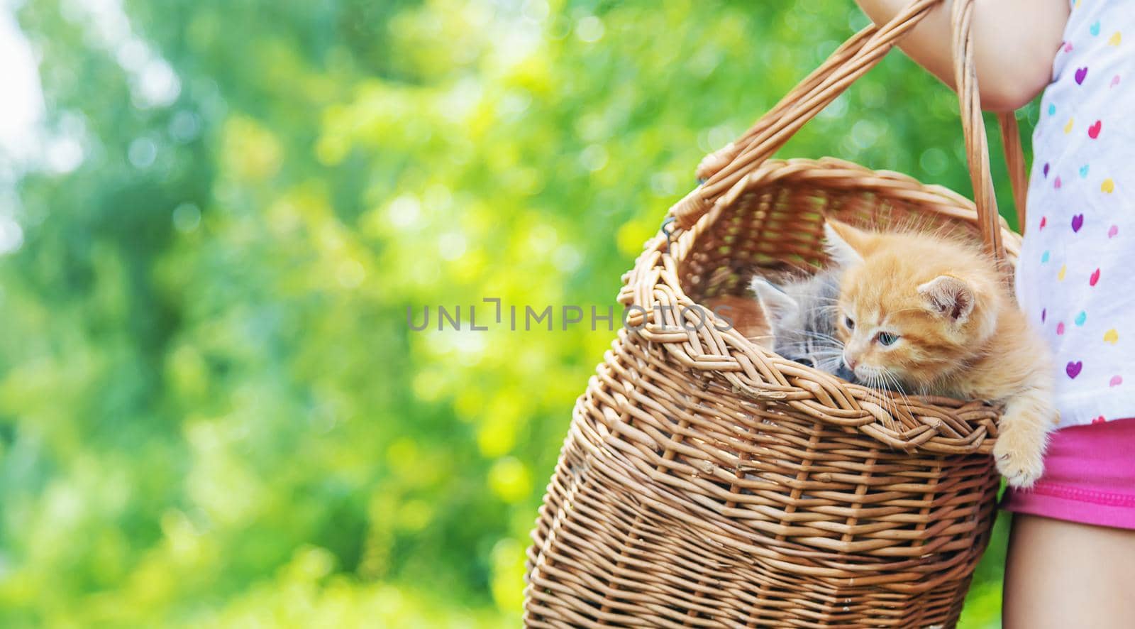 Little kittens in the hands of children. Selective focus. Animals.