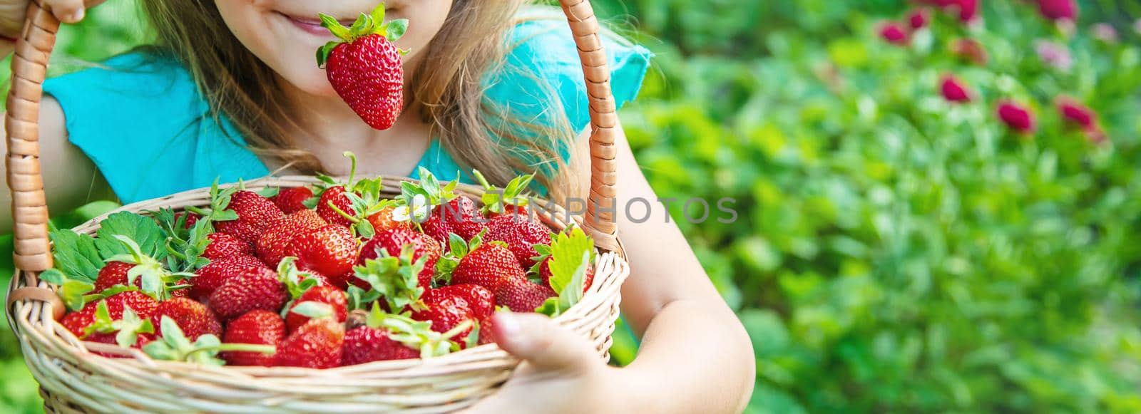 The child collects strawberries in the garden. Selective focus.