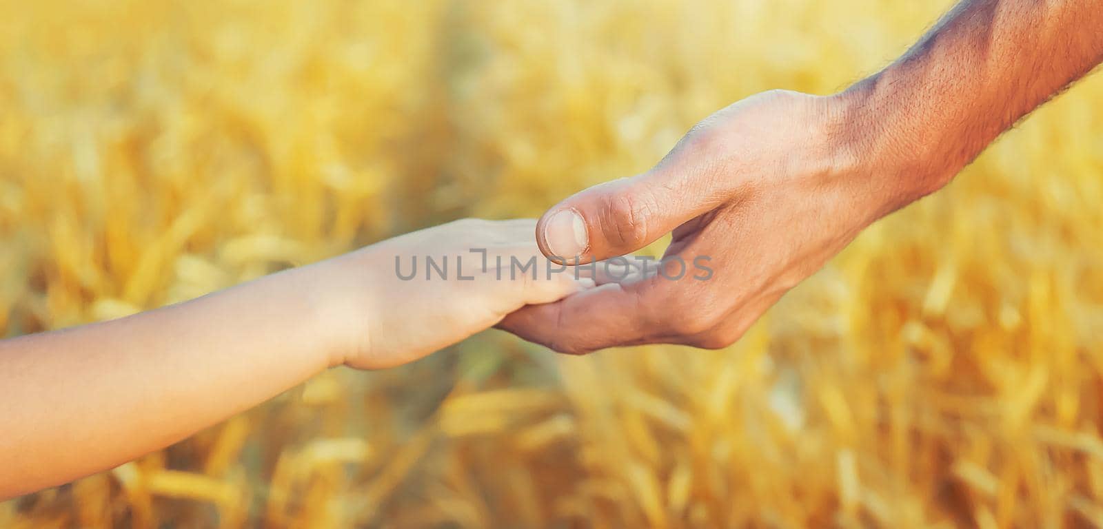 Child and father in a wheat field. Selective focus. by yanadjana