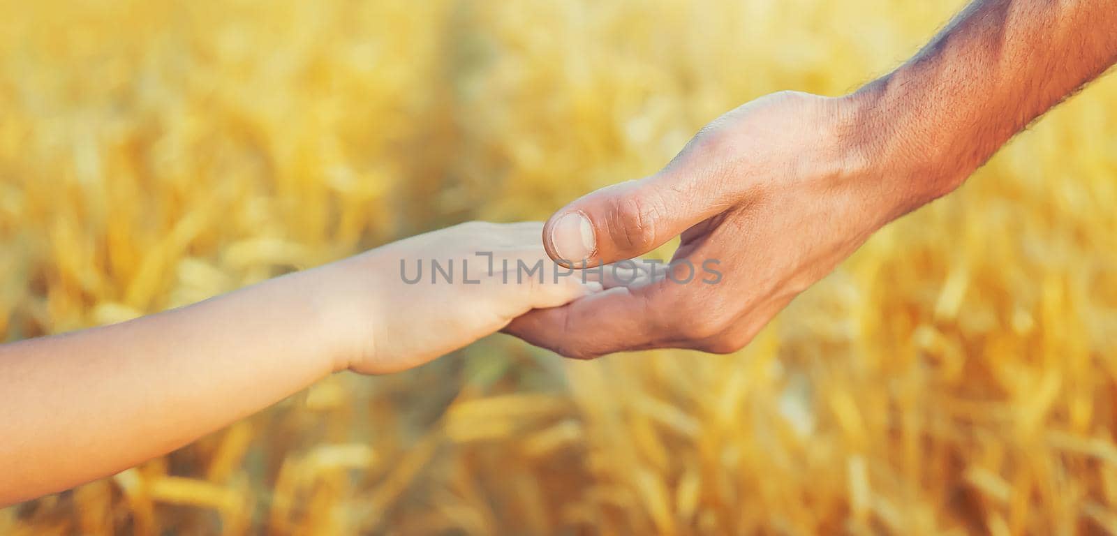 Child and father in a wheat field. Selective focus. nature.