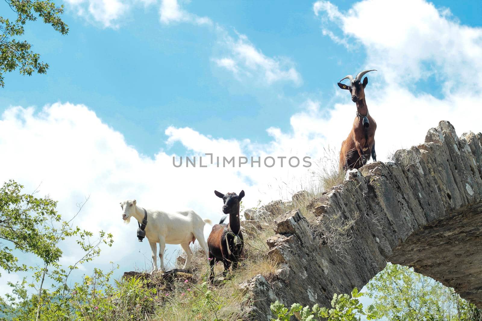 Goats grazing in the Ligurian Mountains
