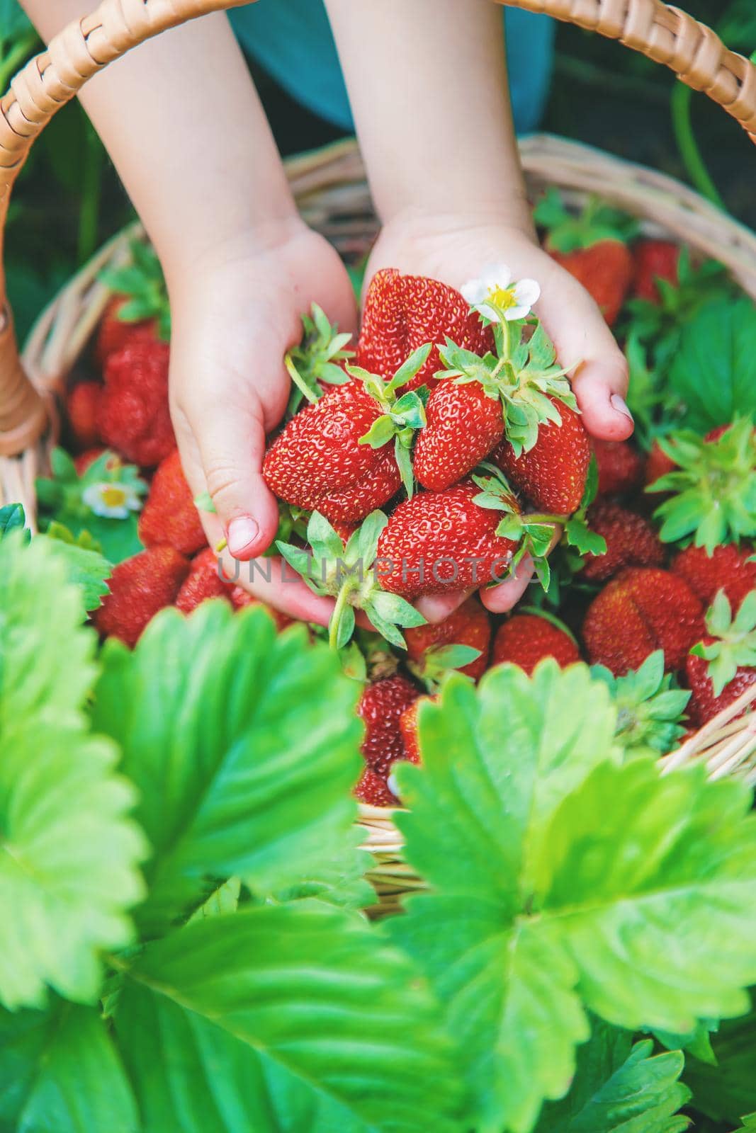 The child collects strawberries in the garden. Selective focus. nature.