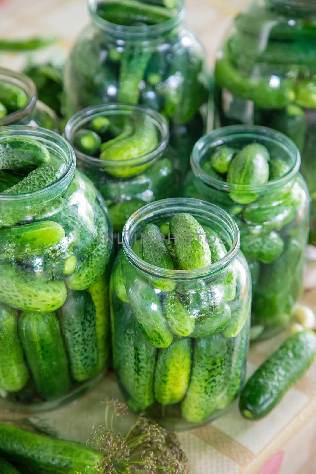 preservation of fresh house cucumbers. Selective focus. nature