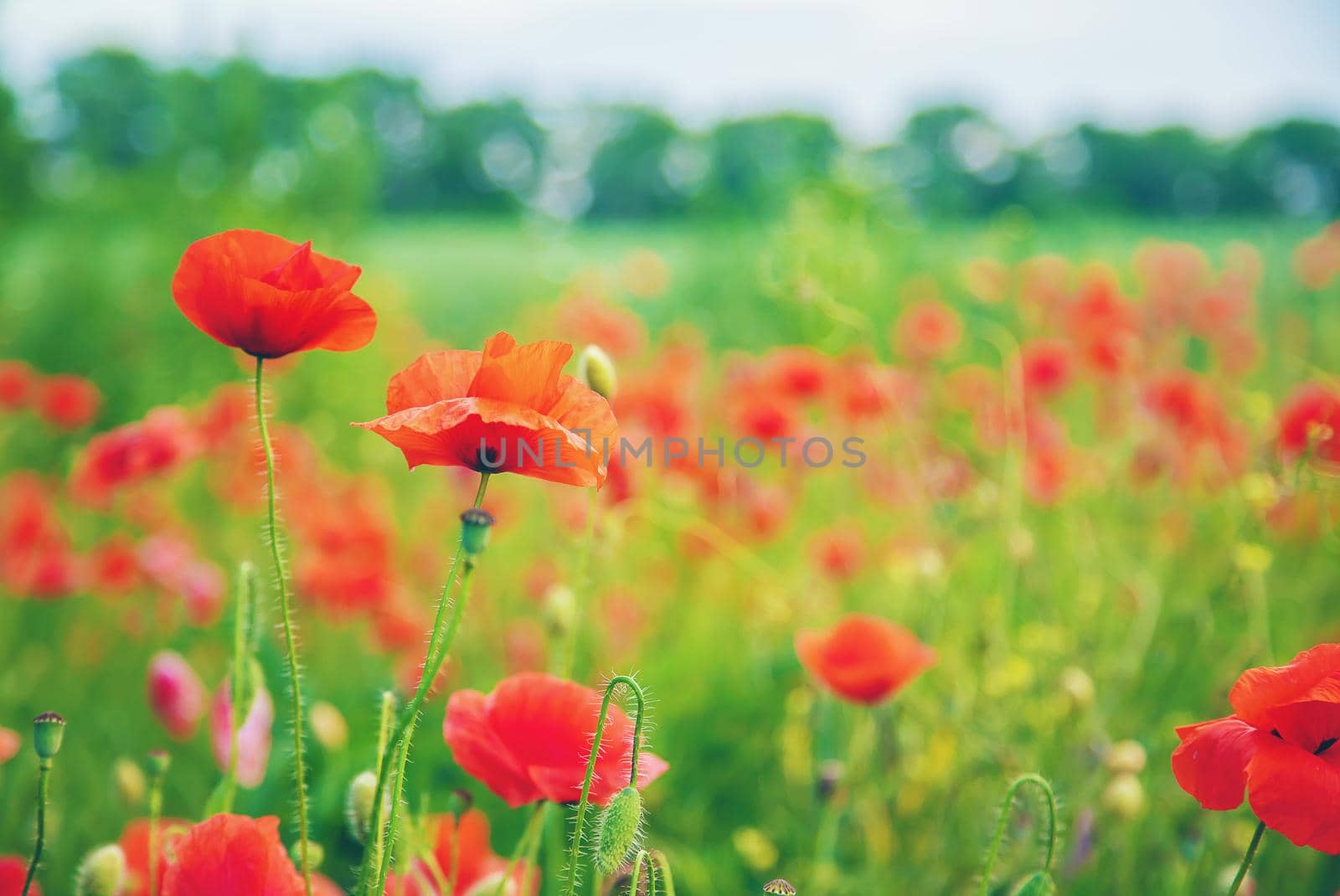 field with blooming red poppies. selective focus. nature