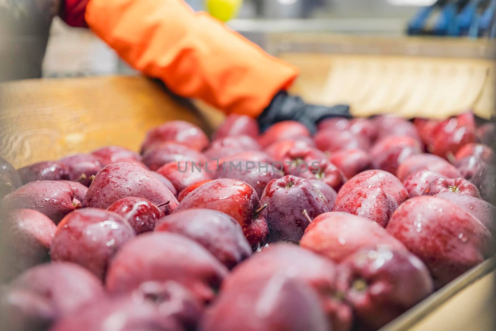 carrying apples for further sorting to the enterprise by zokov