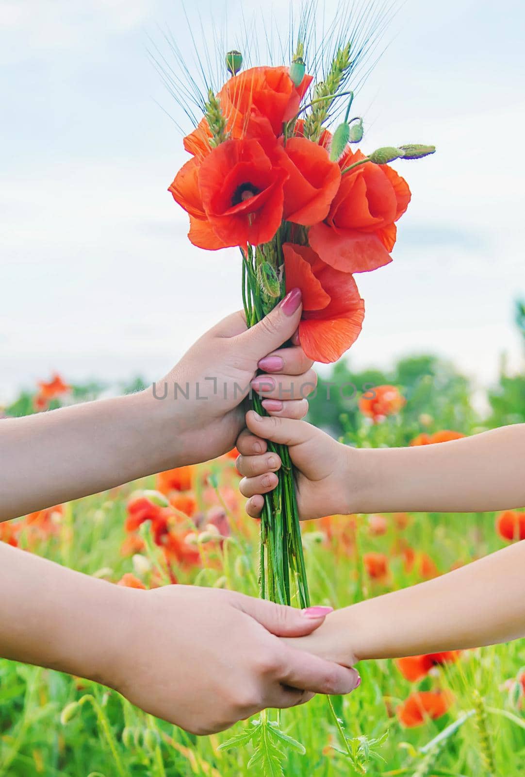 children girl in a field with poppies. selective focus.