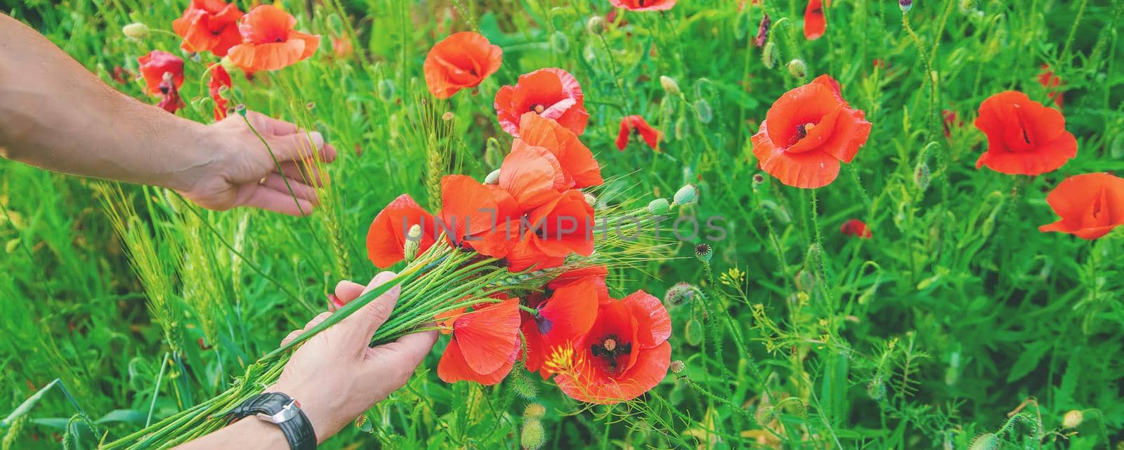 man collects a bouquet of wildflowers. Poppies selective focus. by yanadjana