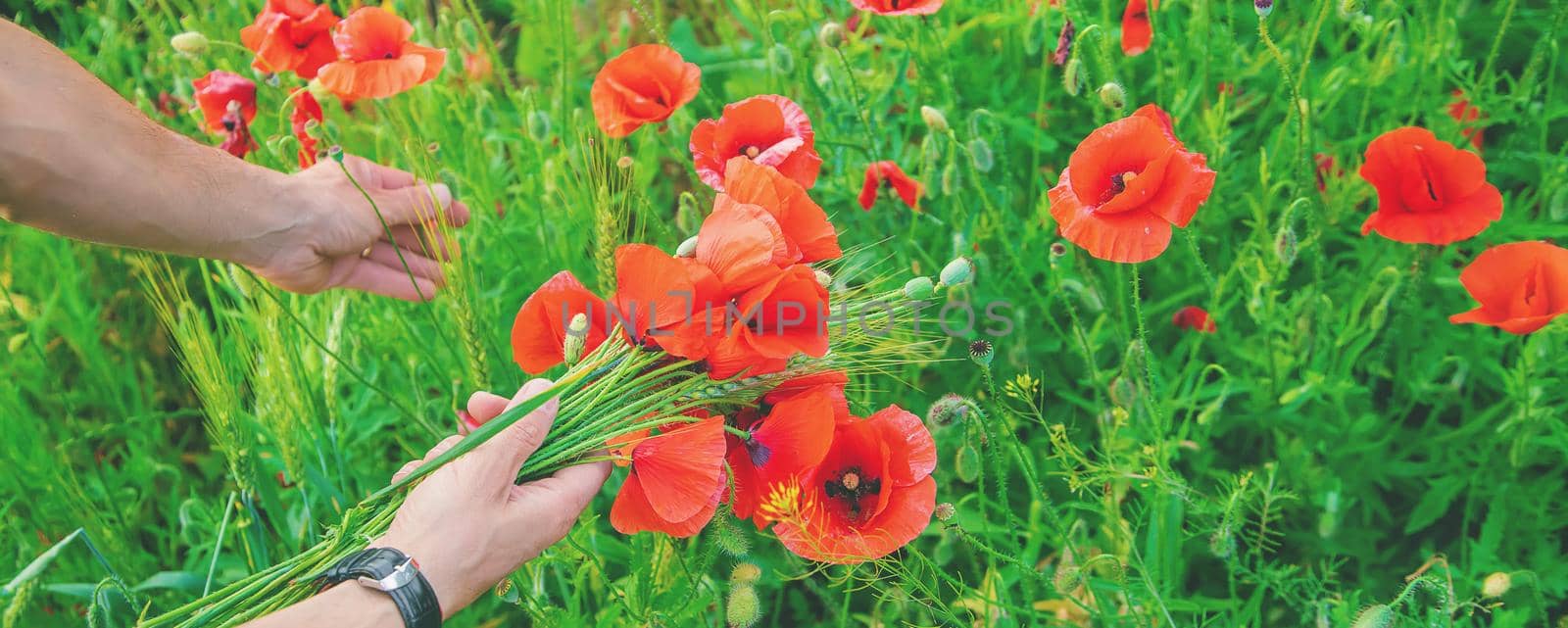 man collects a bouquet of wildflowers. Poppies selective focus. nature.