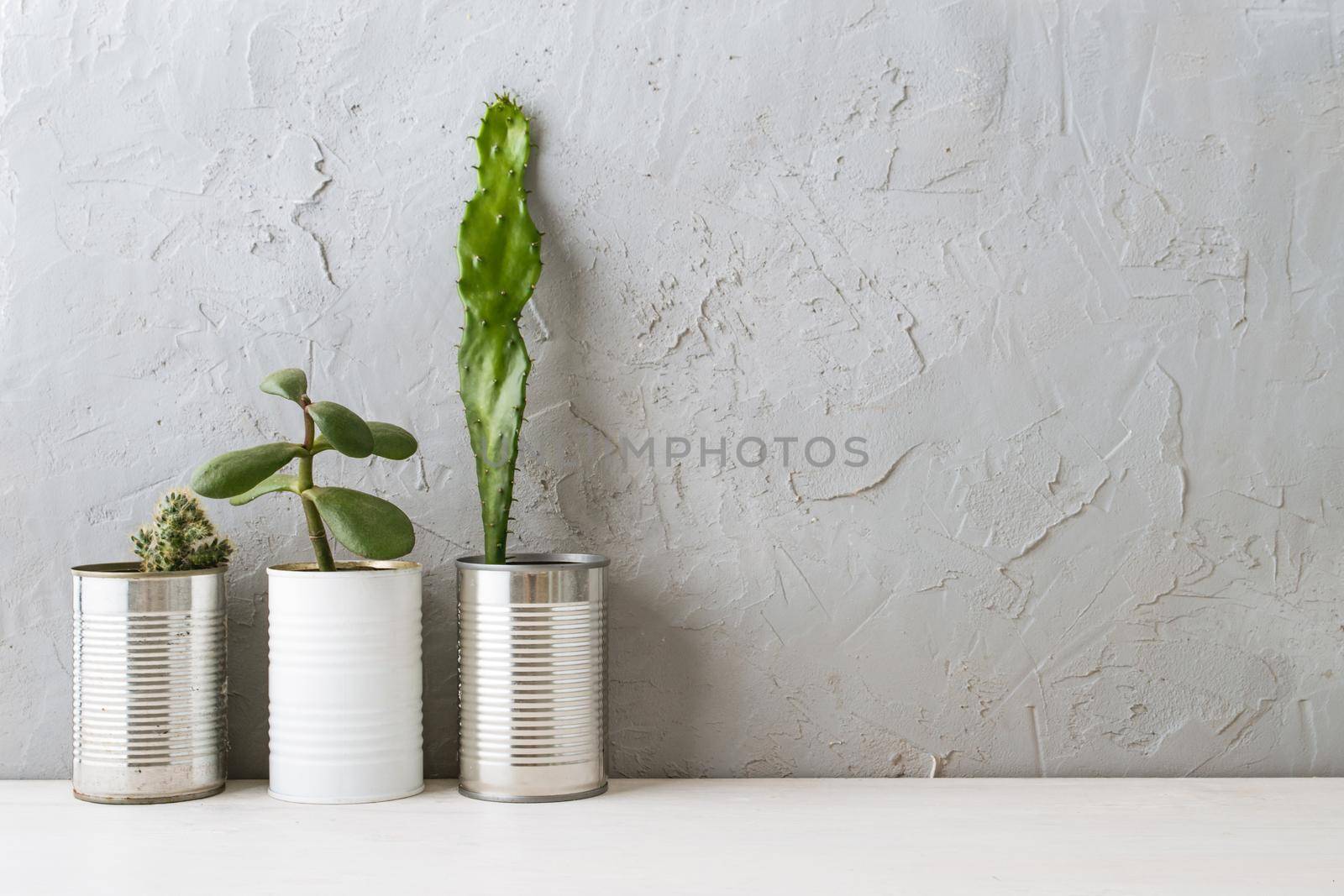 succulents in the Scandinavian interior near the concrete wall. mock up. High quality photo