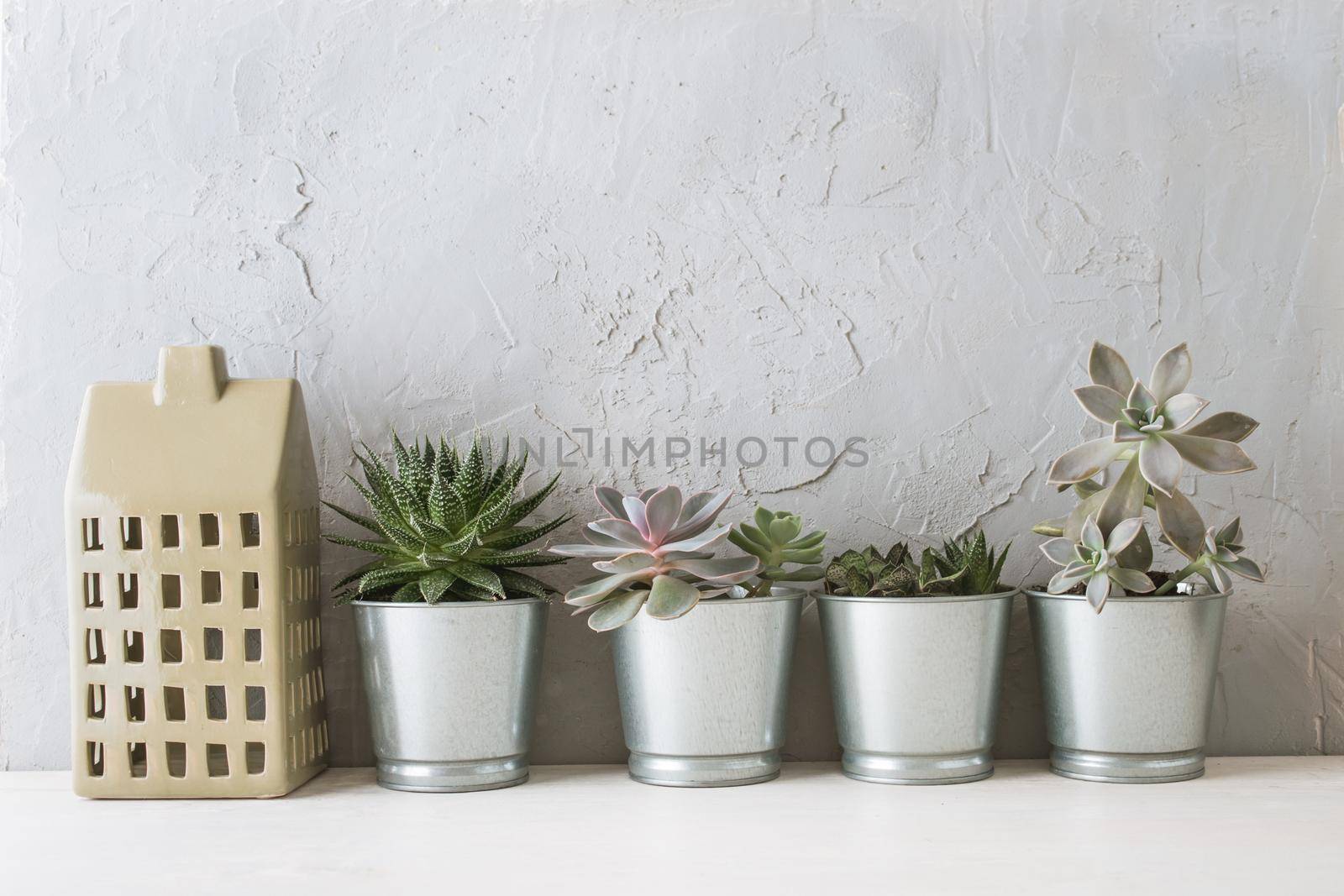 succulents in the Scandinavian interior near the concrete wall. mock up. High quality photo