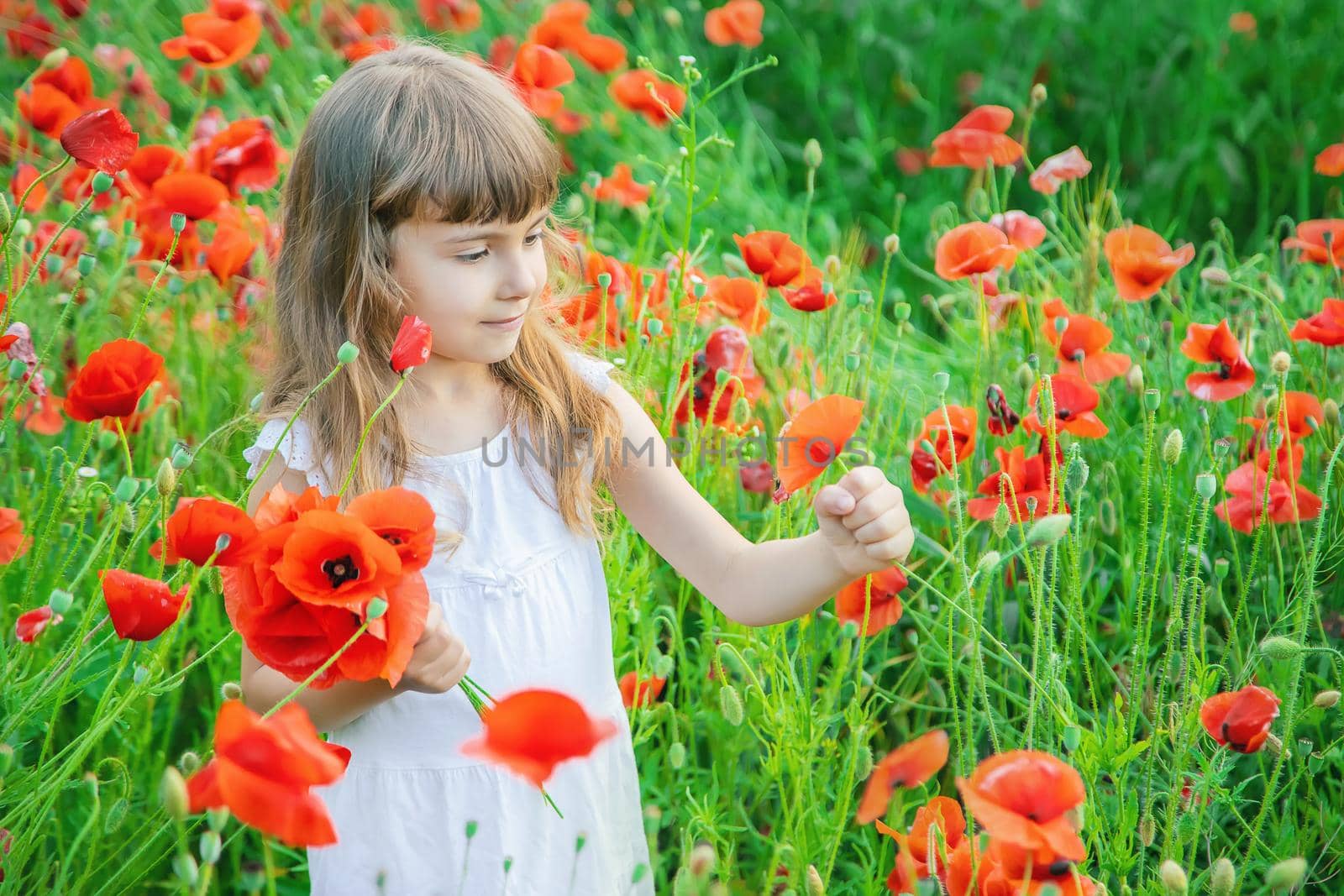 children girl in a field with poppies. selective focus.