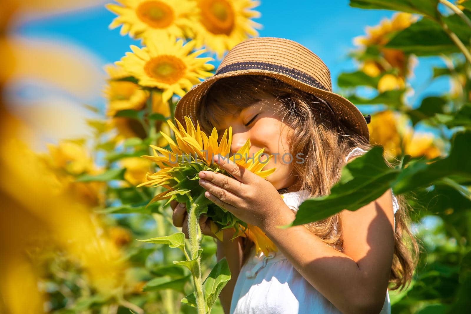 Child in a field of sunflowers. Selective focus. Nature.