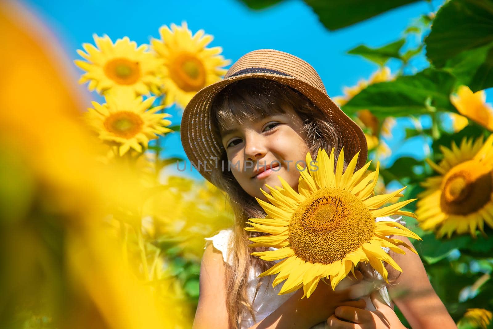 Child in a field of sunflowers. Selective focus. Nature.