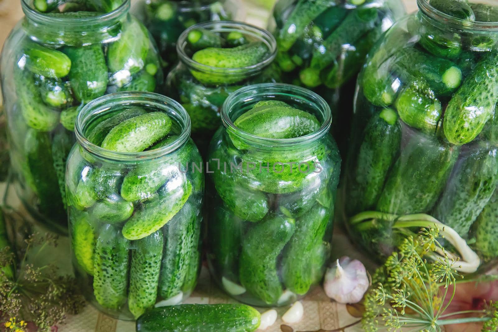 preservation of fresh house cucumbers. Selective focus. nature