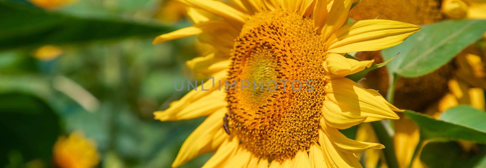 Field of blooming sunflowers. Nature. Selective focus nature