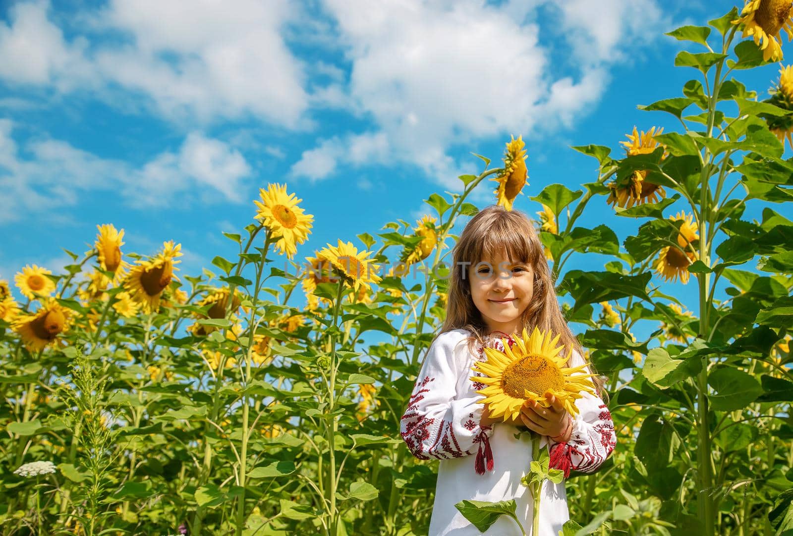 A child in a field of sunflowers in an embroidered shirt. Ukrainian. Selective focus.