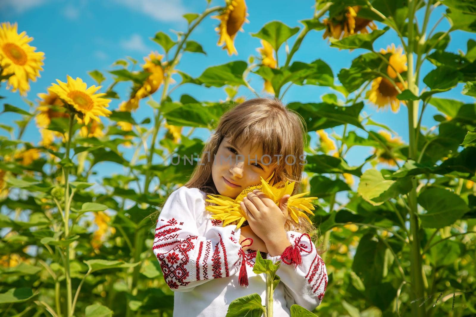 A child in a field of sunflowers in an embroidered shirt. Ukrainian. Selective focus.