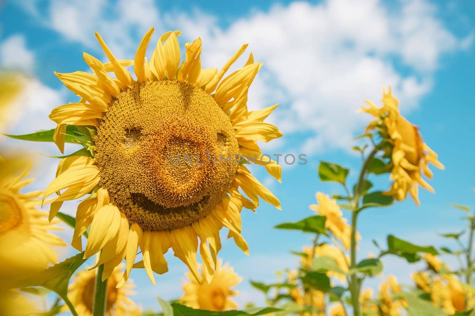 Field of blooming sunflowers. Nature. Selective focus nature
