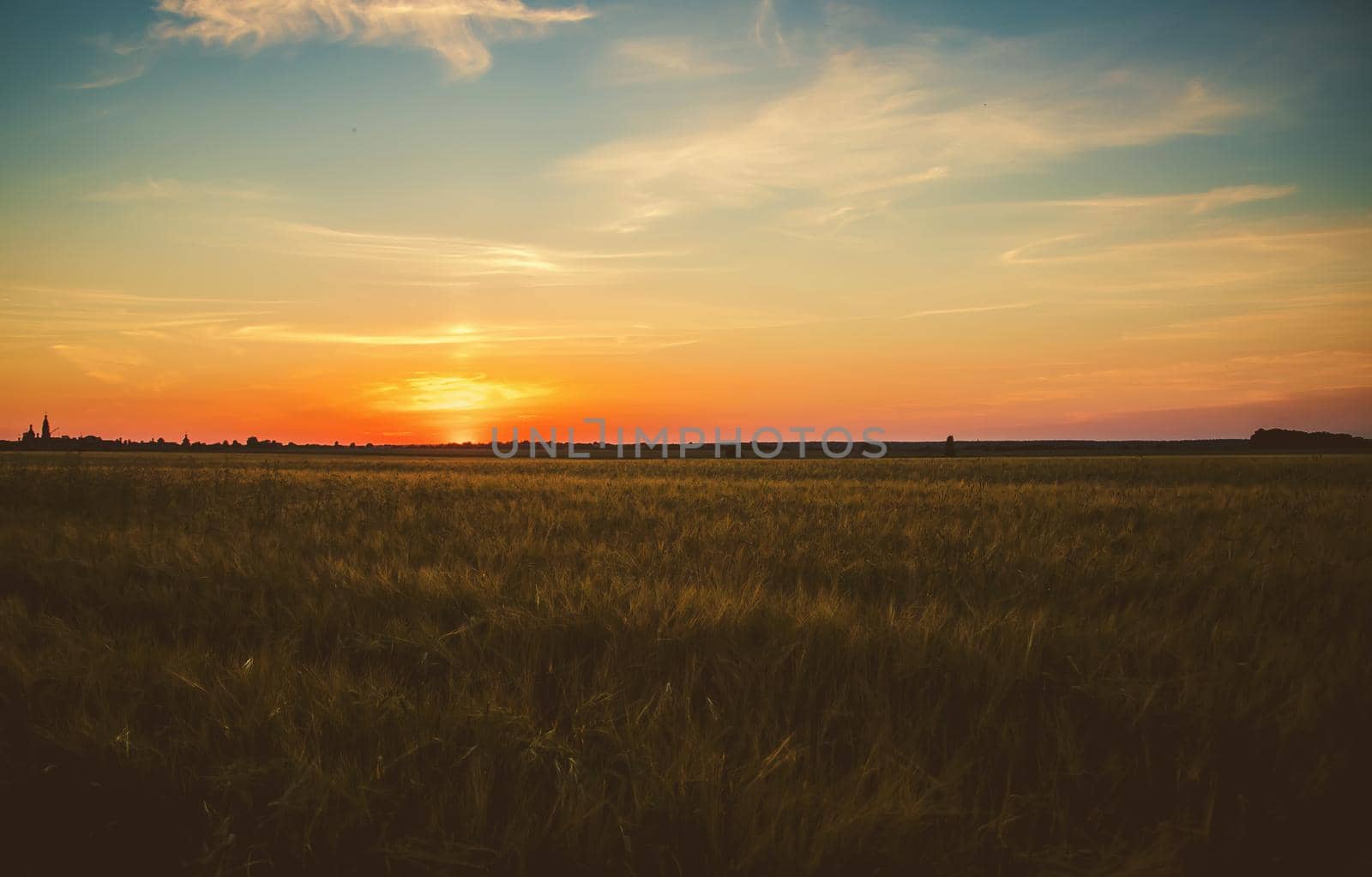 Sunset on the field in summer. Selective focus. nature.