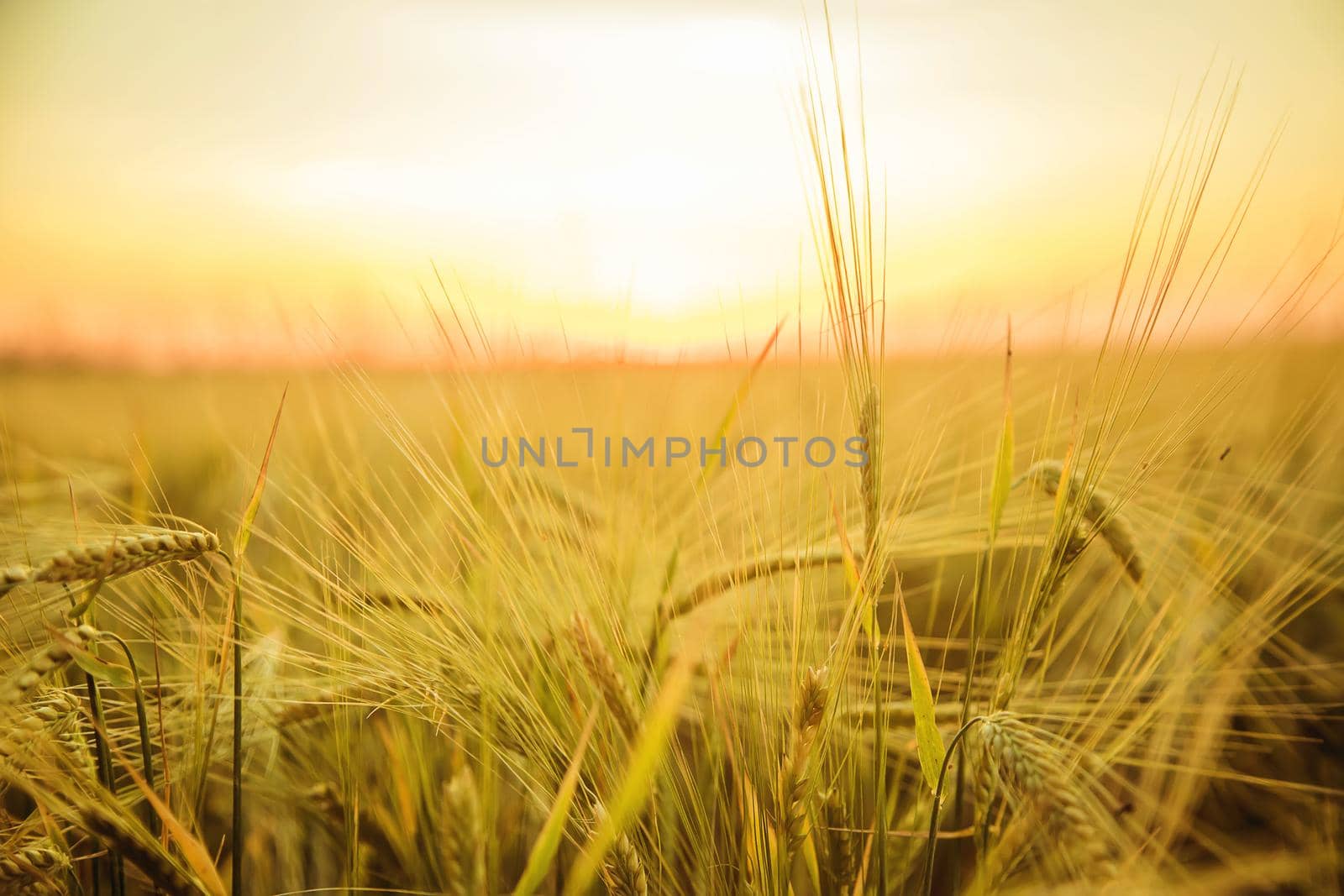 Sunset on the field in summer. Selective focus. nature.