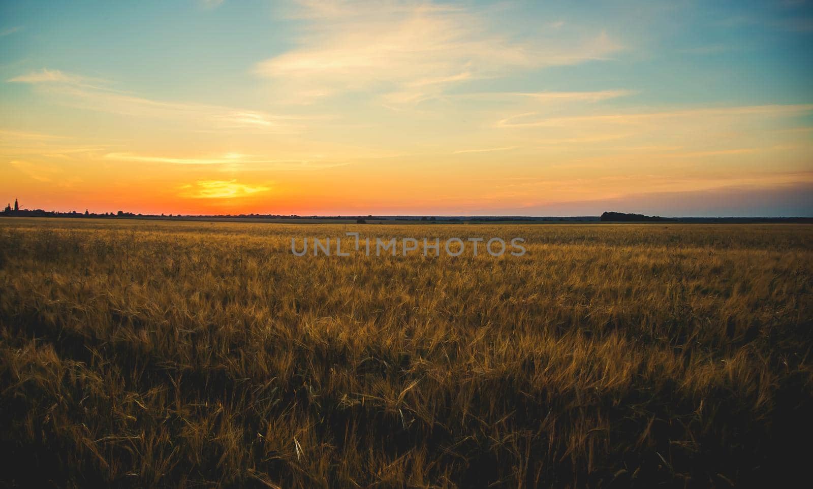 Sunset on the field in summer. Selective focus. nature.