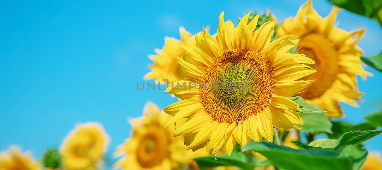 Field of blooming sunflowers. Nature. Selective focus nature