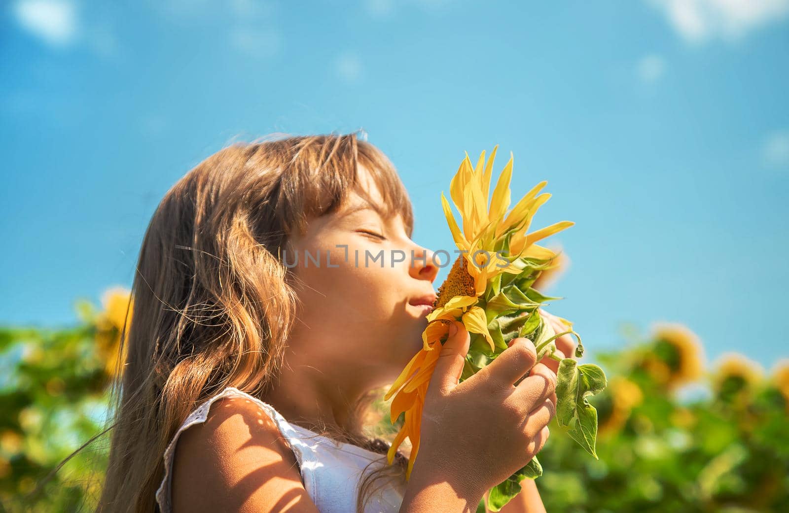 Child in a field of sunflowers. Selective focus. Nature.