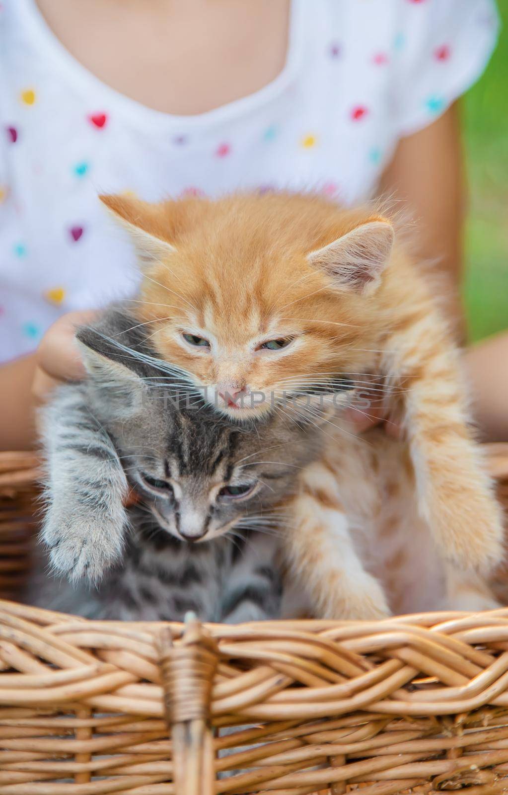 Little kittens in the hands of children. Selective focus. Animals.