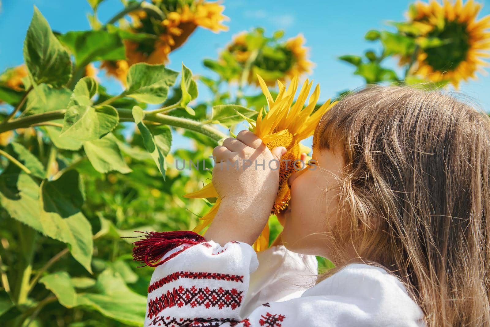 A child in a field of sunflowers in an embroidered shirt. Ukrainian. Selective focus.