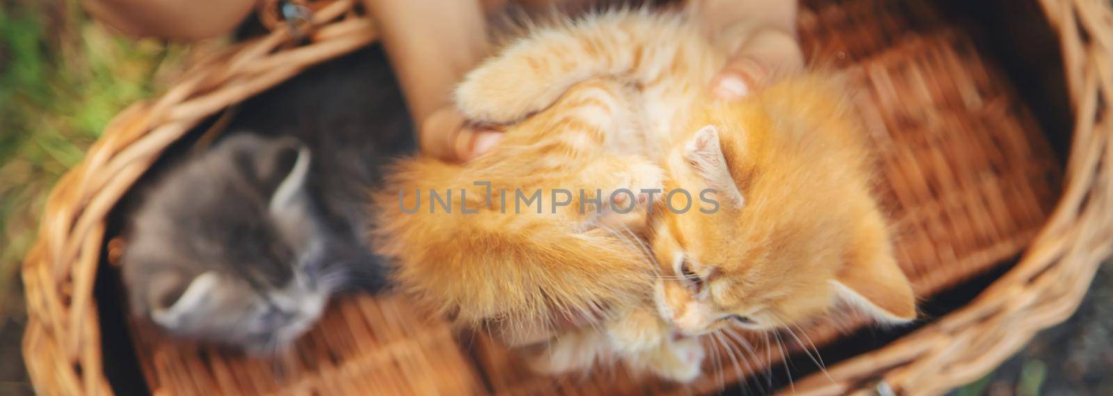 Little kittens in the hands of children. Selective focus. Animals.