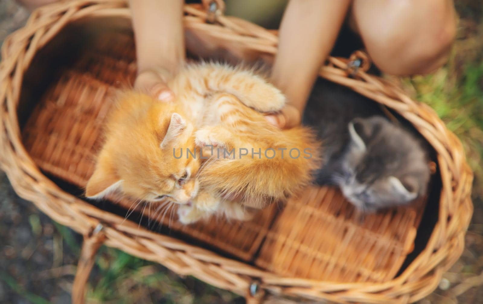 Little kittens in the hands of children. Selective focus. Animals.