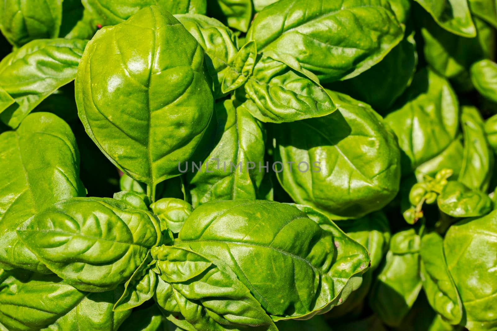 green basil leaves seen from above