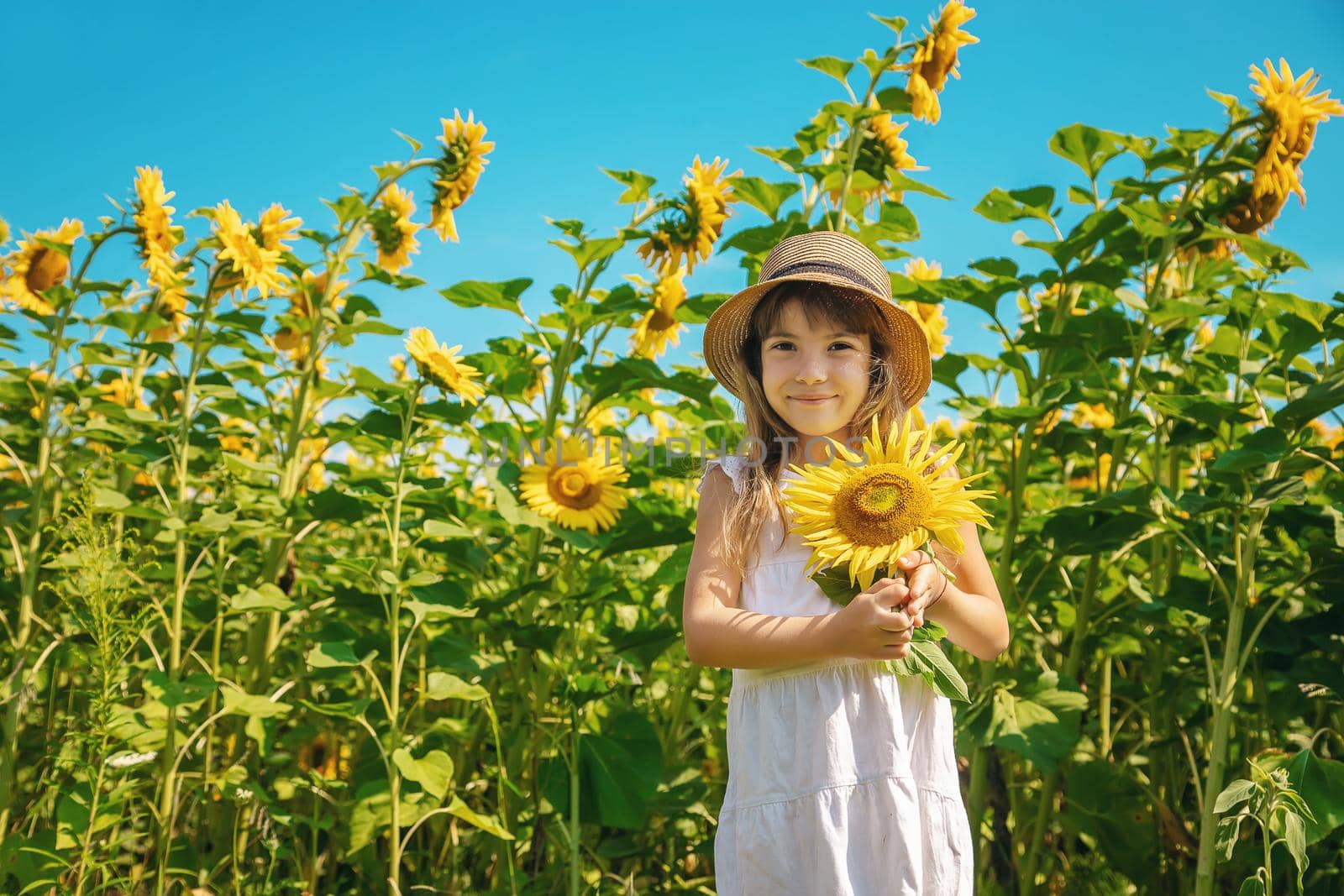 A child in a field of sunflowers. Selective focus.