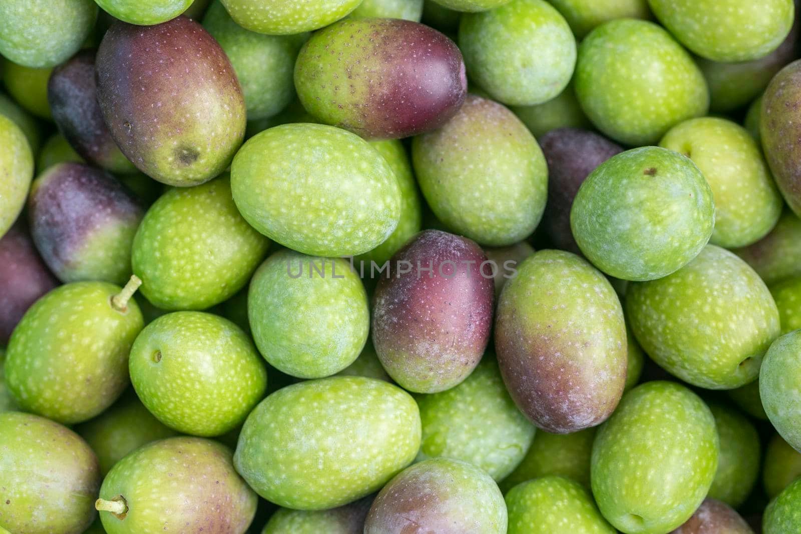 Many Ligurian olives used for the production of high quality olive oil