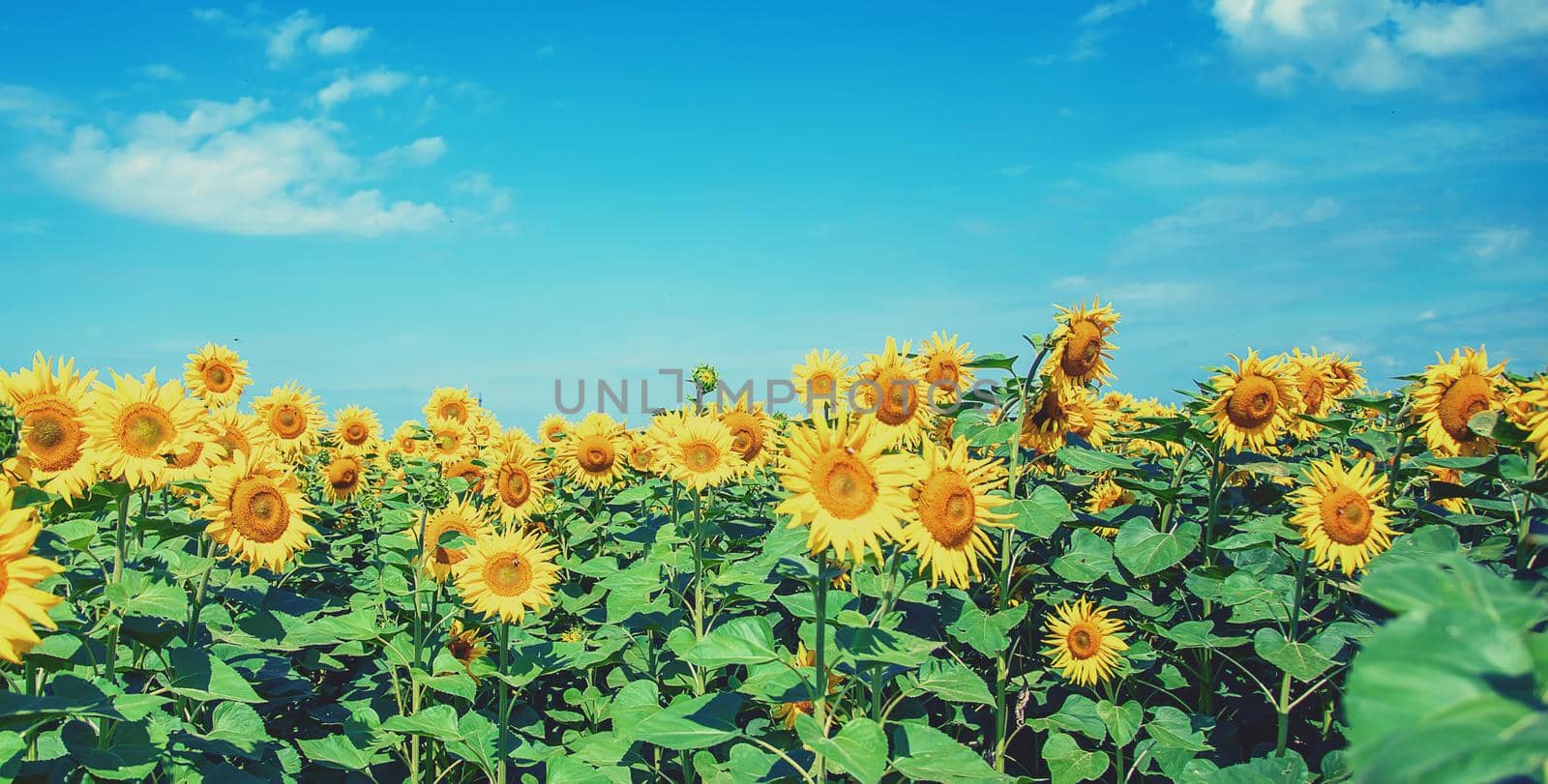Field of blooming sunflowers. Nature. Selective focus nature