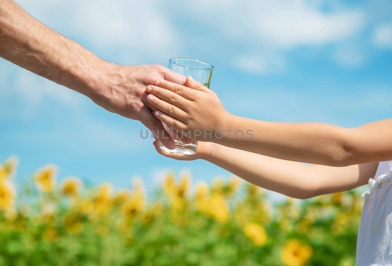 The father gives the child water in the background of the field. Selective focus. nature