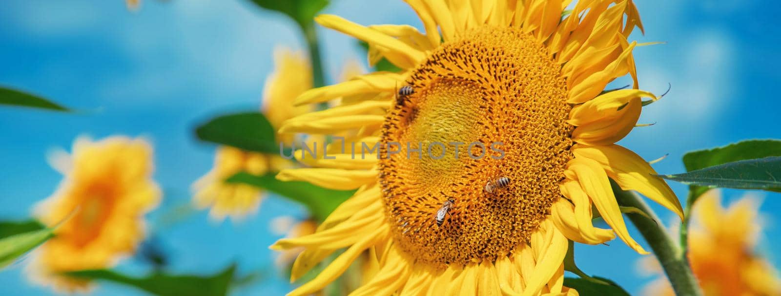 Field of blooming sunflowers. Nature. Selective focus nature
