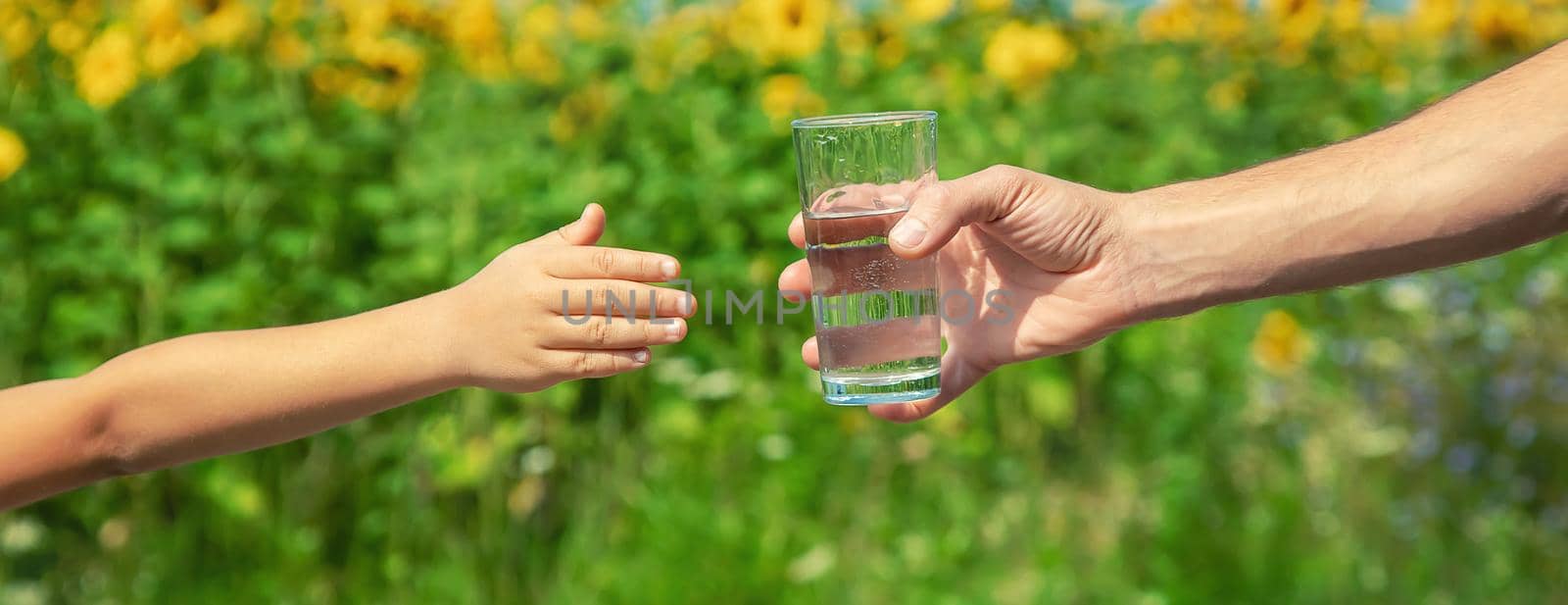 The father gives the child water in the background of the field. Selective focus. nature