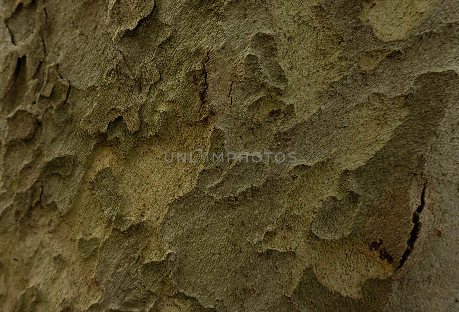 Old Wood Tree Texture Background Pattern. Horizontal photo of a tree bark texture. Creative texture of an old oak bark.