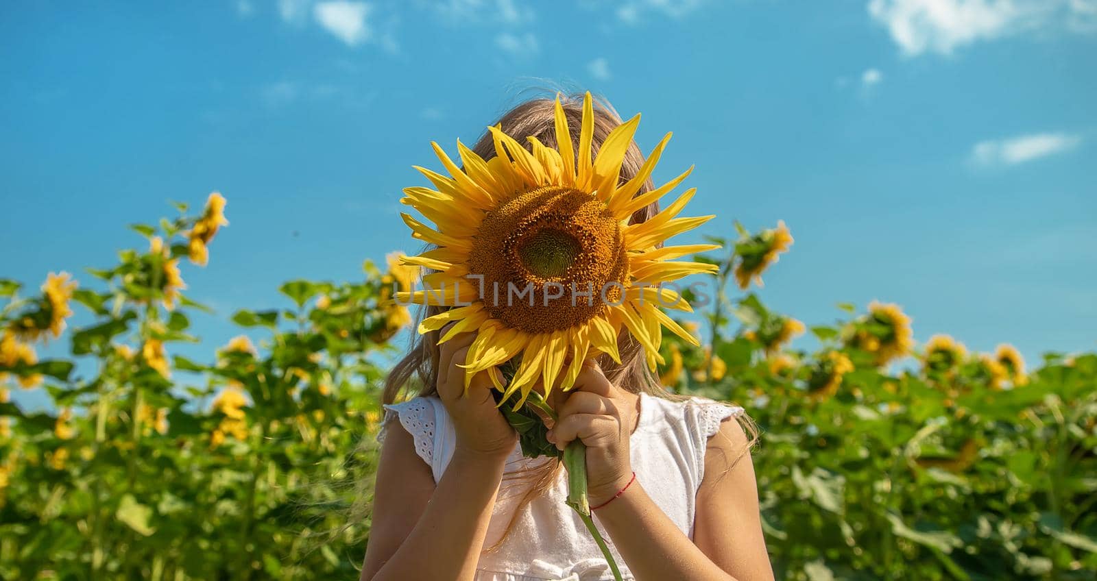 Child in a field of sunflowers. Selective focus. Nature.
